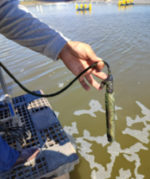 Optical Dissolved Oxygen Sensors in Aquaculture