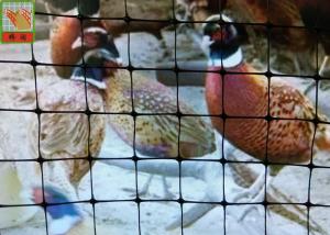 China Black Plastic Chicken Netting , Plastic Poultry Netting, Plastic Poultry Fence, 1.5M High, BOP Nettings wholesale