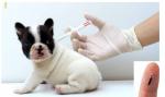 Compact IP67 RFID Pet ID Microchip 2.12*12mm Glass Transponder For Animal