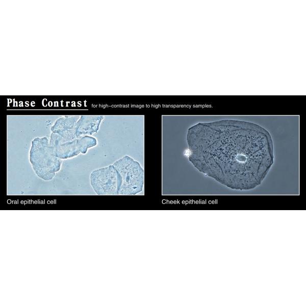 Trinocular Medical Lab Biological Microscope Para Celular 180 X 155mm White