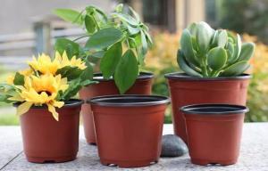 China Nursery Plastic Horticultural Plant Pots Thermal Formed For Flower Seedling wholesale
