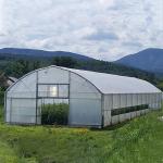 Steel Frame Tunnel Plastic Greenhouse / PE Film Plastic Tomato Greenhouse