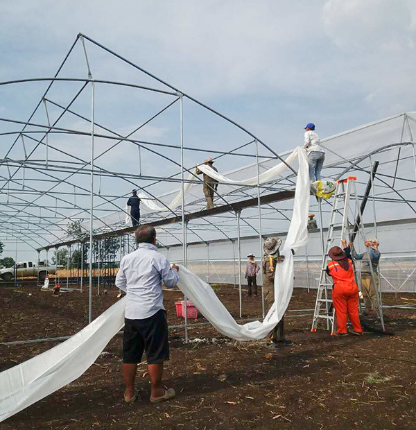 Poly Multi Span Greenhouse With Sawtooth Roof Ventilation 10-60 Meter