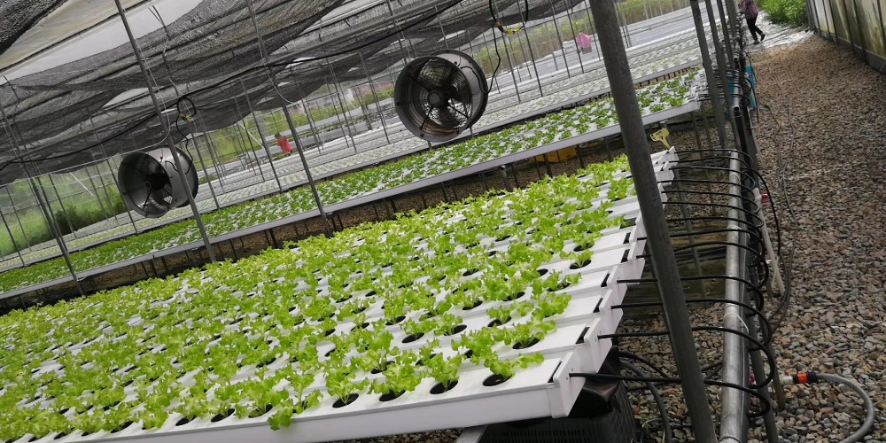 White PVC Hydroponic NFT System for Mass Production Square Tube or 100*50mm Round Pipe