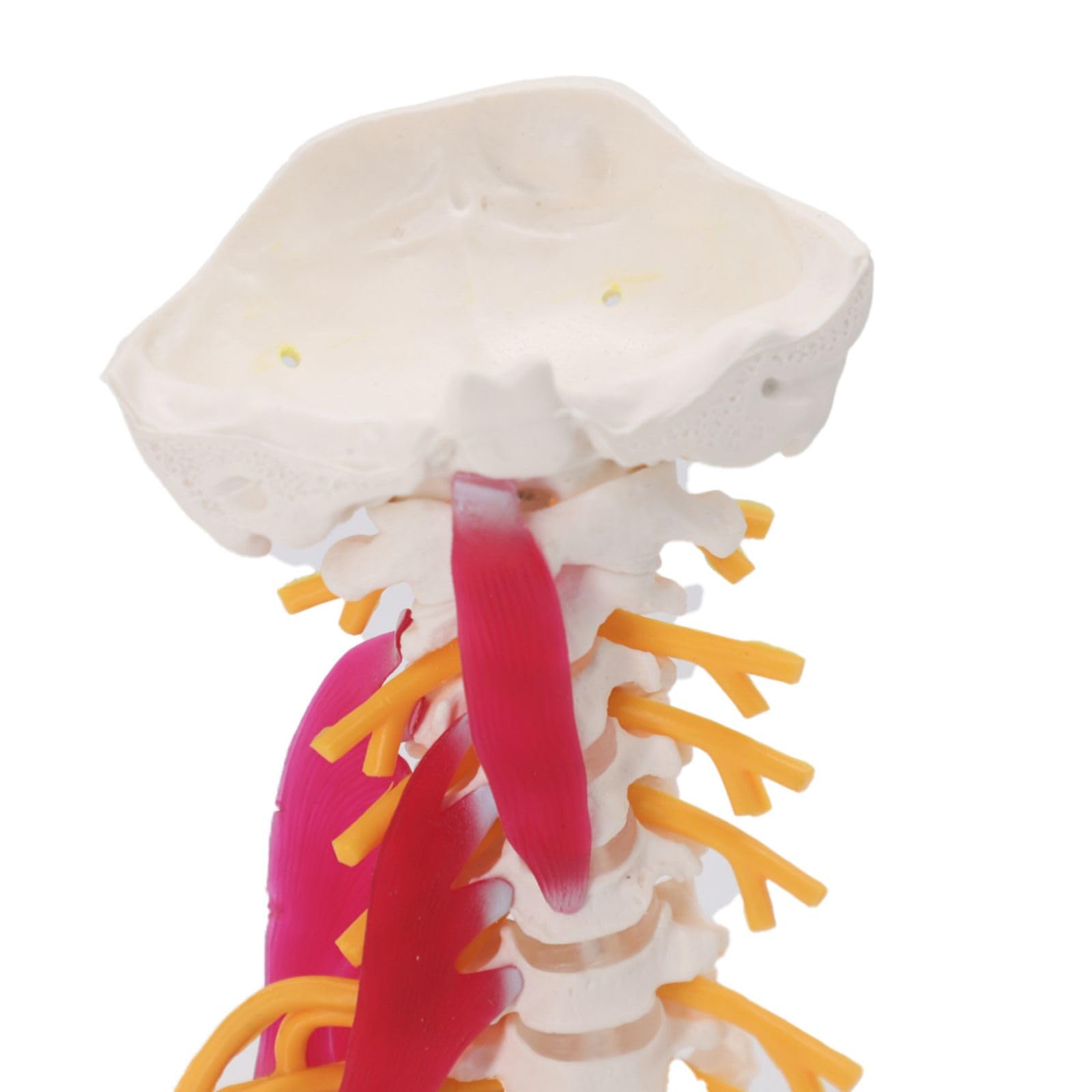 Cervical Vertebrae Vertebral Column 3d Model Arteria Nerves Customized