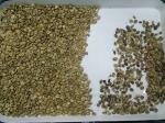 Rgb Ccd Grain Green Beans Color Sorting Machine Multifunction