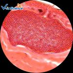 Zoology Animal Plain Microscope Slides 50pcs 76.2×25.4×(1.0-1.2) Mm