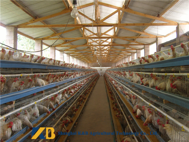 Direct Additive Grower Finisher Chicken Feed / Meat Chicken Feed 65% Protein Content