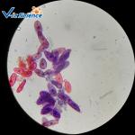 Teaching Biology Histology Glass Slides 30pcs University Students Study Used