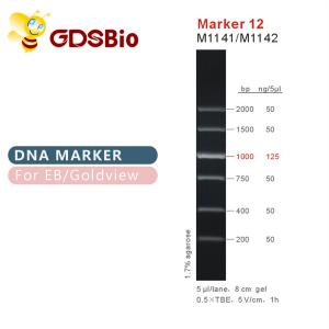 China Marker 12 DNA ladder M1141 (50μg)/M1142 (5×50μg) wholesale