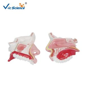 China Vic Science Nasal Cavity Model , Human Nose Model For School Bilological Class wholesale