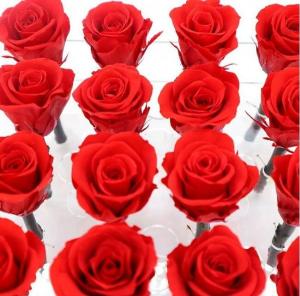 China Red Real Forever Rose , Real Flowers That Last Forever For Wedding Decoration wholesale