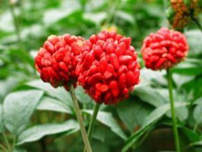 China Rhodiola Rosea extract Salidroside 1%-5% herbal extract , Rosavins 2%-5%, natural ingredient for cosmetic, food, pharma wholesale