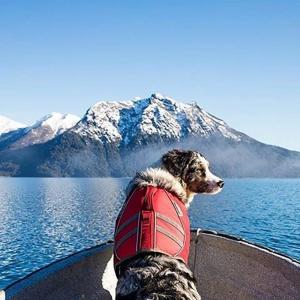 China  				Canine Flotation & Water Safety Swimming Jacket Clothes Dog Lifecoat 	         on sale