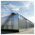 Canadian Hard Maple Kiln Dried Wood Preferred Choice for Dry Wood Sawdos in