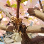 3m Fake Japanese Style Cherry Blossom Tree Sakura Flower Garden Decoration