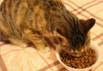 Nutritional Cat Food Flavour Enhancer Light Brown Powder ISO Certified