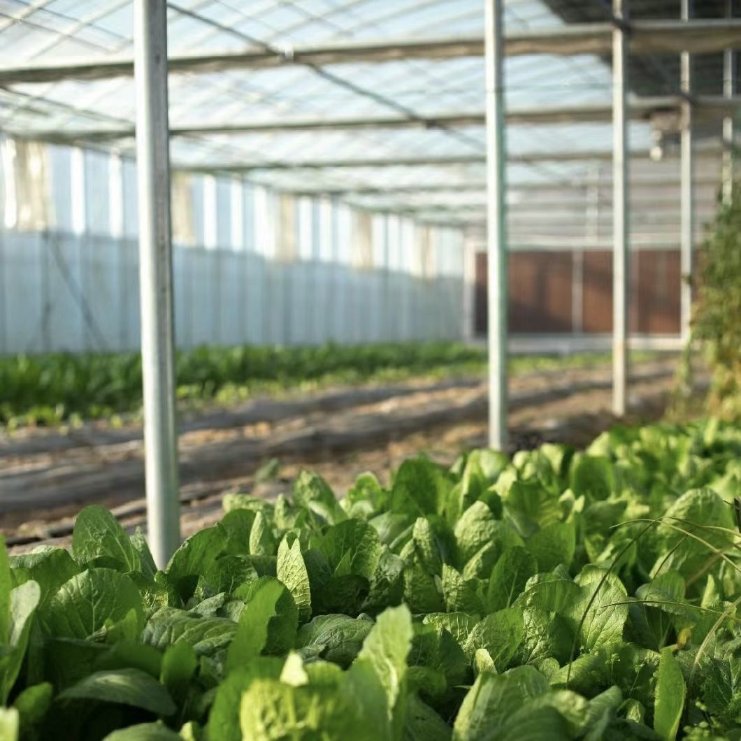 Glass Roof Hydroponic Greenhouse for Flower Growing