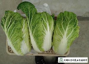 China Big Size All Season Cabbage , Organic Napa Cabbage Japan Standard Own Bases wholesale