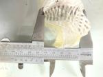 Komatsu 6D102 Intake And Exhaust Valve Fuji 6736-41-4110 6736-41-4210, Japan