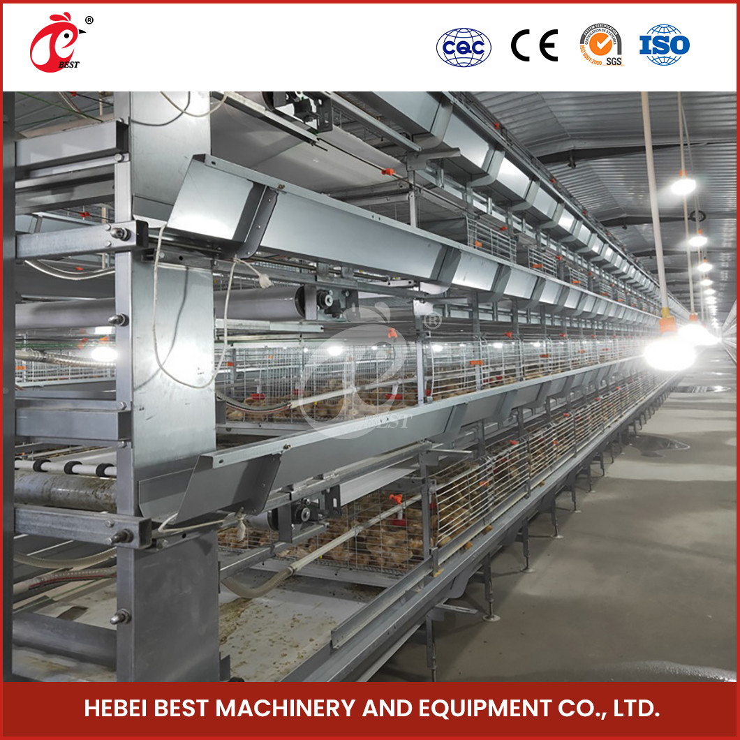 A H Type Full Automatic Brooder Chicken Cage System Q235 Steel Rustproof Star