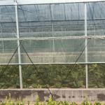 Multi-Span Greenhouse Kits Plastic Film Hydroponics Greenhouse For Sale
