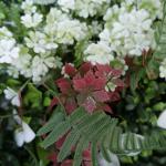 Plastic Uv Protected Artificial Greenery Hedge Wall For Decoration