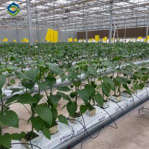 China Turnkey Project Multi Span Commercial Hydroponic Greenhouse Waterproofing wholesale