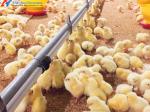 Chickens Prefabricated Portal Frame Steel Structure Poultry Shed Chicken Farm