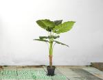 Artificial Plants 15 Inch Artificial Dripping Guanyin Tree Faux Plants Décor