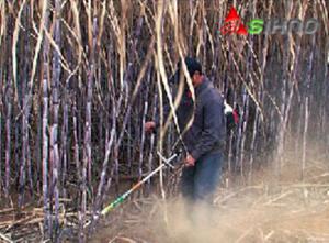 China Small Multi-Purpose Lawn Sugarcane Harvester, wholesale