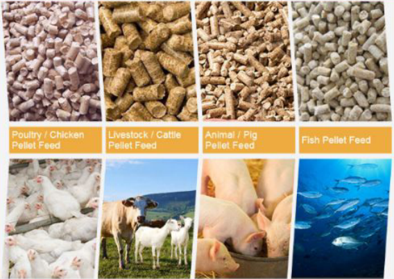 High-Efficiency Feed Pellet Production Line Clean Crush Mix Granulate Cool Screen & Pack