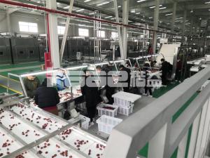 China Hot Dehydrator Food Drying Machine To Make Dried Fruit Conveyor Belt Dryer Fish Meat Jerky wholesale