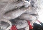 100% Net Weight Delicious 5kg 7kg Fresh Yellowfin Tuna