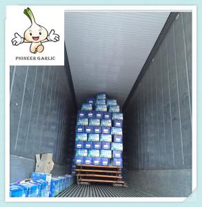 China China Fresh Normal/Pure Natural Garlic with factory price wholesale