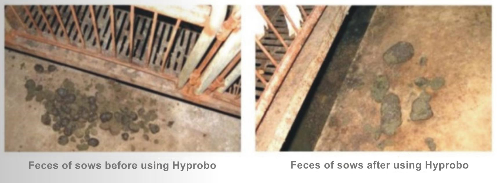 Hyprobo Compound Animal Essentials Probiotic For Breeding Pig