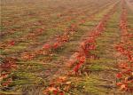 20000SHU Dried Chinese Chilis Vacuume Packing Spicy Chaotian / Tianjin Chilli