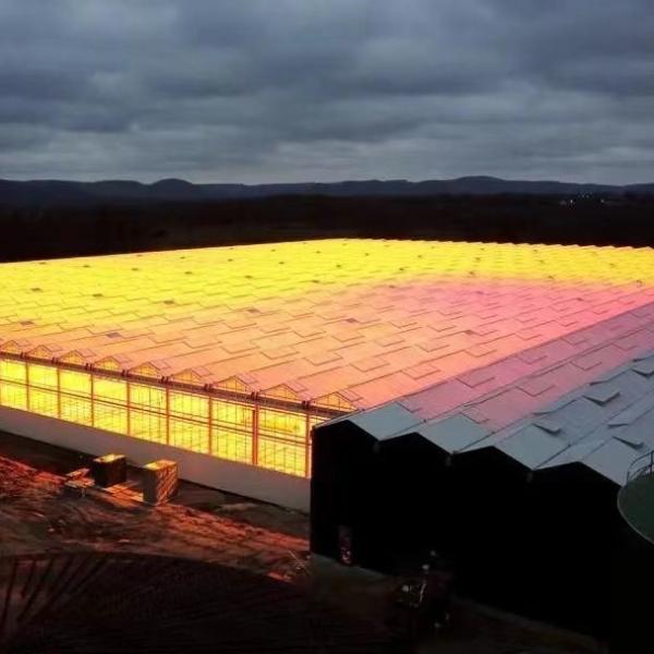 20GP 40GP 40HC Steel-Plastic Building Materials Greenhouse for Medical Plant
