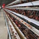 Stainless Steel Wire Battery Cage For Chicken 432cm2 Area Bird Adela