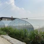 Clear Plastic Film Single-span Greenhouse For Agriculture Stable Structure Frame