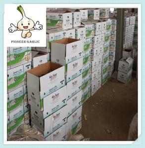 China New Shandong corp fresh garlic 2016 with best quality China wholesale