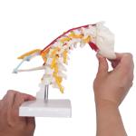 Cervical Vertebrae Vertebral Column 3d Model Arteria Nerves Customized