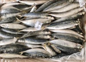China Decaptromateus Macrosoma 80g 90g Bulk Frozen Sea Baits wholesale