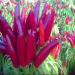 Dried Bullet Shaped Red Chili Hat With Intense Flavor
