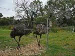 In Stock Livestock Knot Field Cattle Fence Pig Fence Proof Fencing for sale
