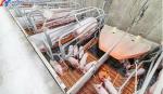 Long Span Steel Structure Piggery House Construction Prefab Poultry Farm Shed