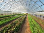 Steel Frame Tunnel Plastic Greenhouse / PE Film Plastic Tomato Greenhouse