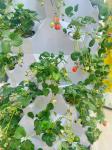 65L 12 Layer 96 Holes Agriculture Vertical Farming Hydroponic Growing System