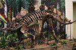 Fiberglass Dinosaur Fossil Model , Handmade Dinosaur Skeleton Replicas