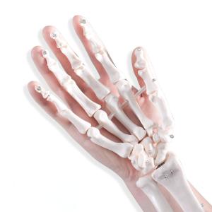 China Articulated Human Skeleton Model Hand Joint Bone For Lab wholesale